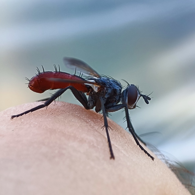 Cylindromyia bicolor
