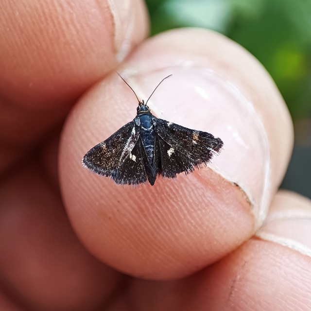 Heliothela wulfeniana - fényes kormosmoly