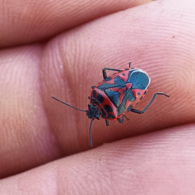 Eurydema