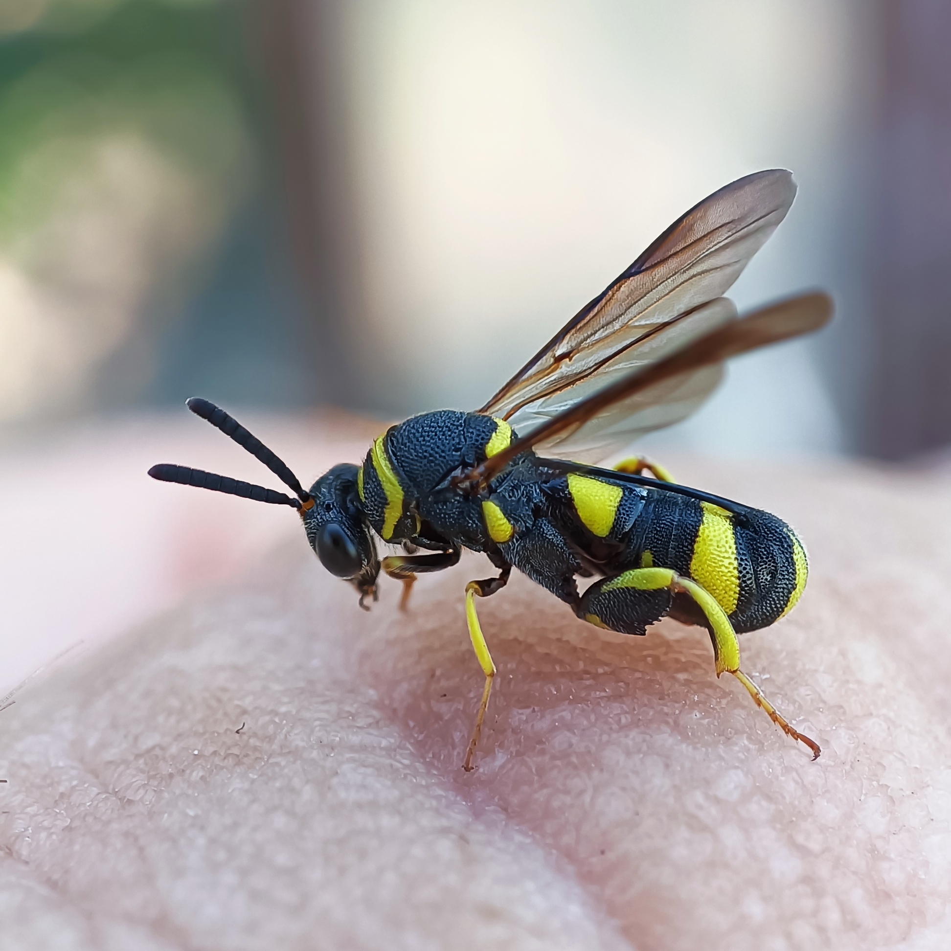Leucospis dorsigera