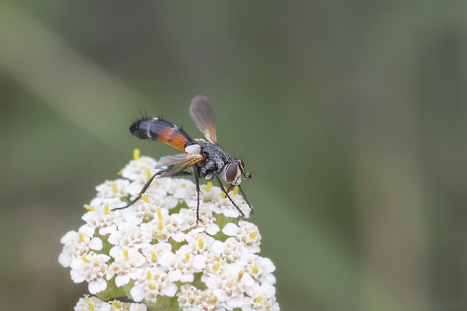 Cylindromyia