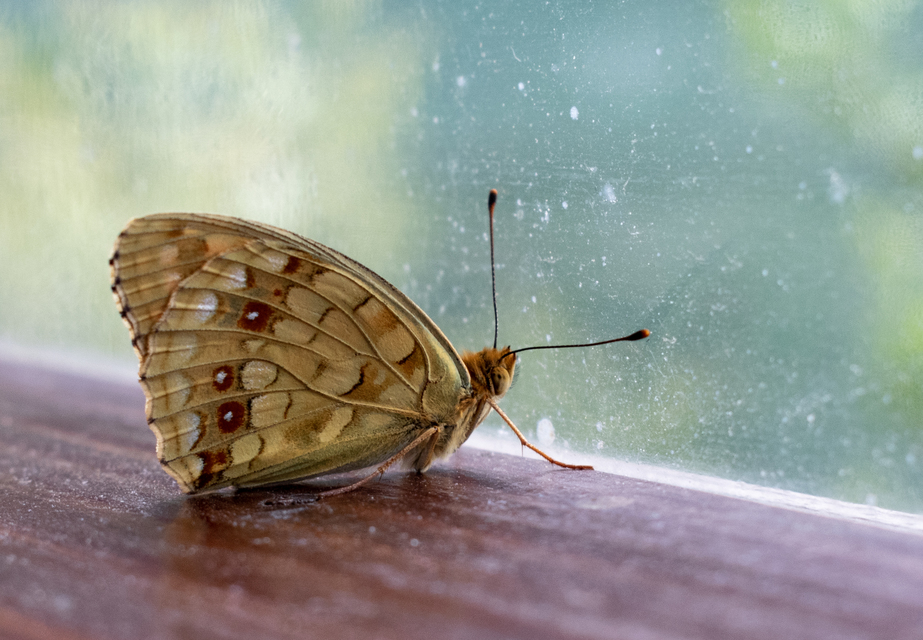 Argynnis adippe - ezüstös gyöngyházlepke
