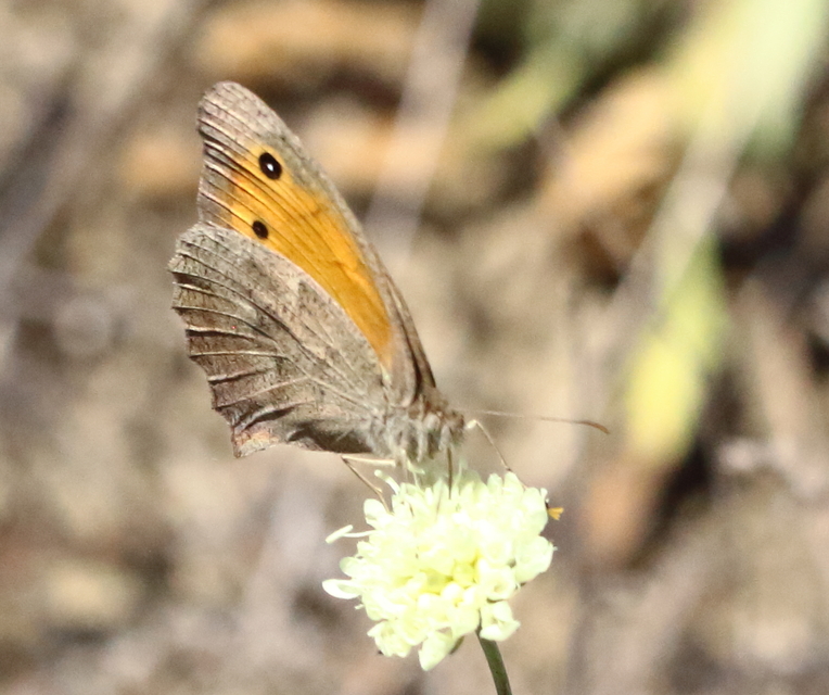 Hyponephele lupina - homoki ökörszemlepke