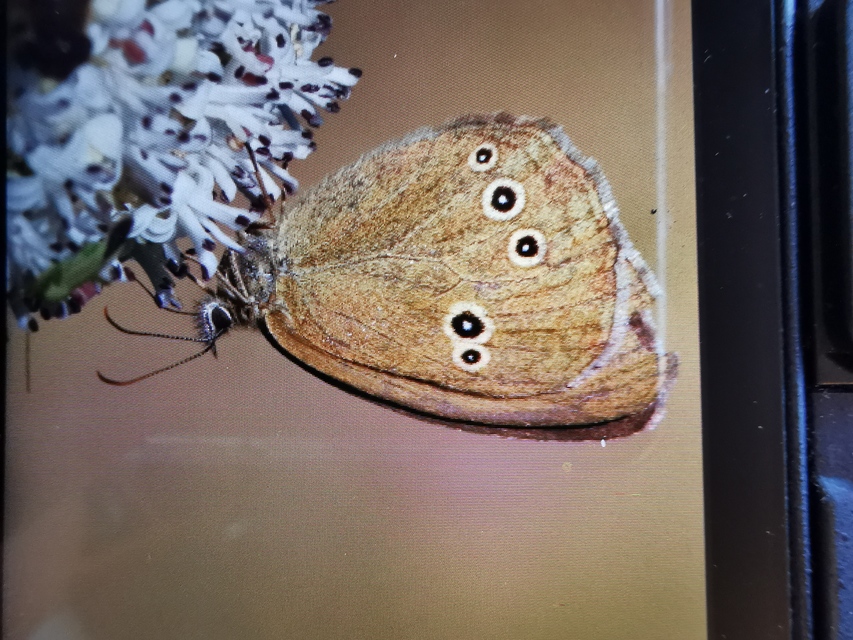 Aphantopus hyperanthus - közönséges ökörszemlepke