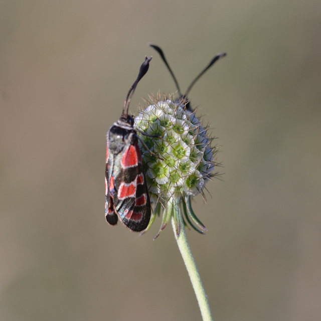 Zygaena carniolica - fehérgyűrűs csüngőlepke