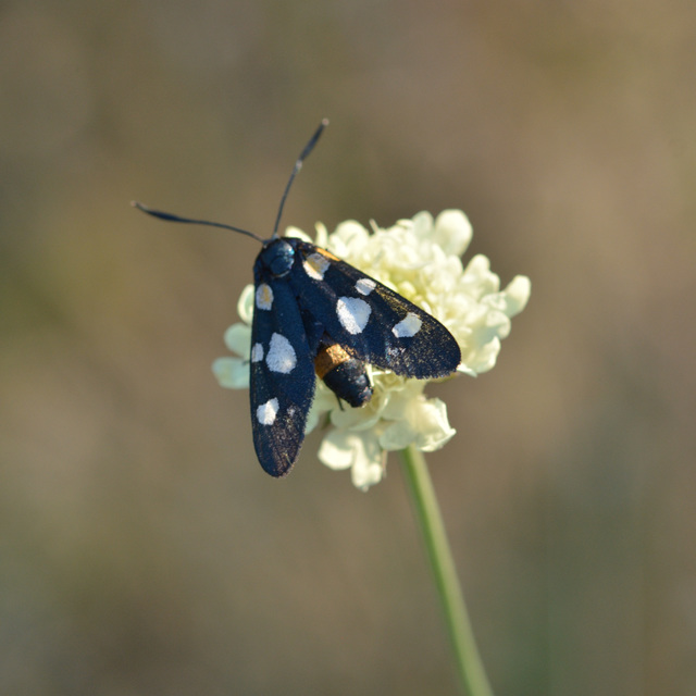 Zygaena ephialtes - változékony csüngőlepke