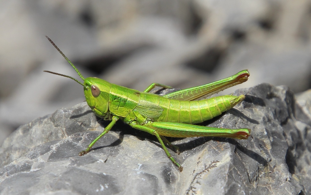 Euthystira brachyptera - smaragdzöld sáska
