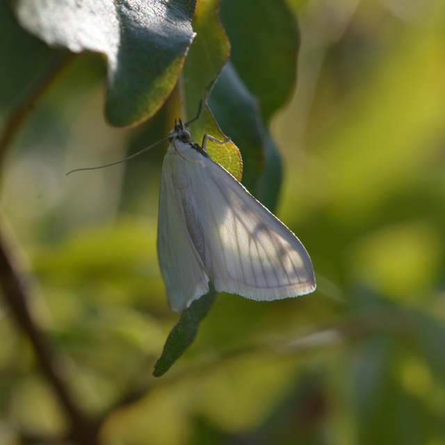 Sitochroa palealis - kénszárnyú dudvamoly