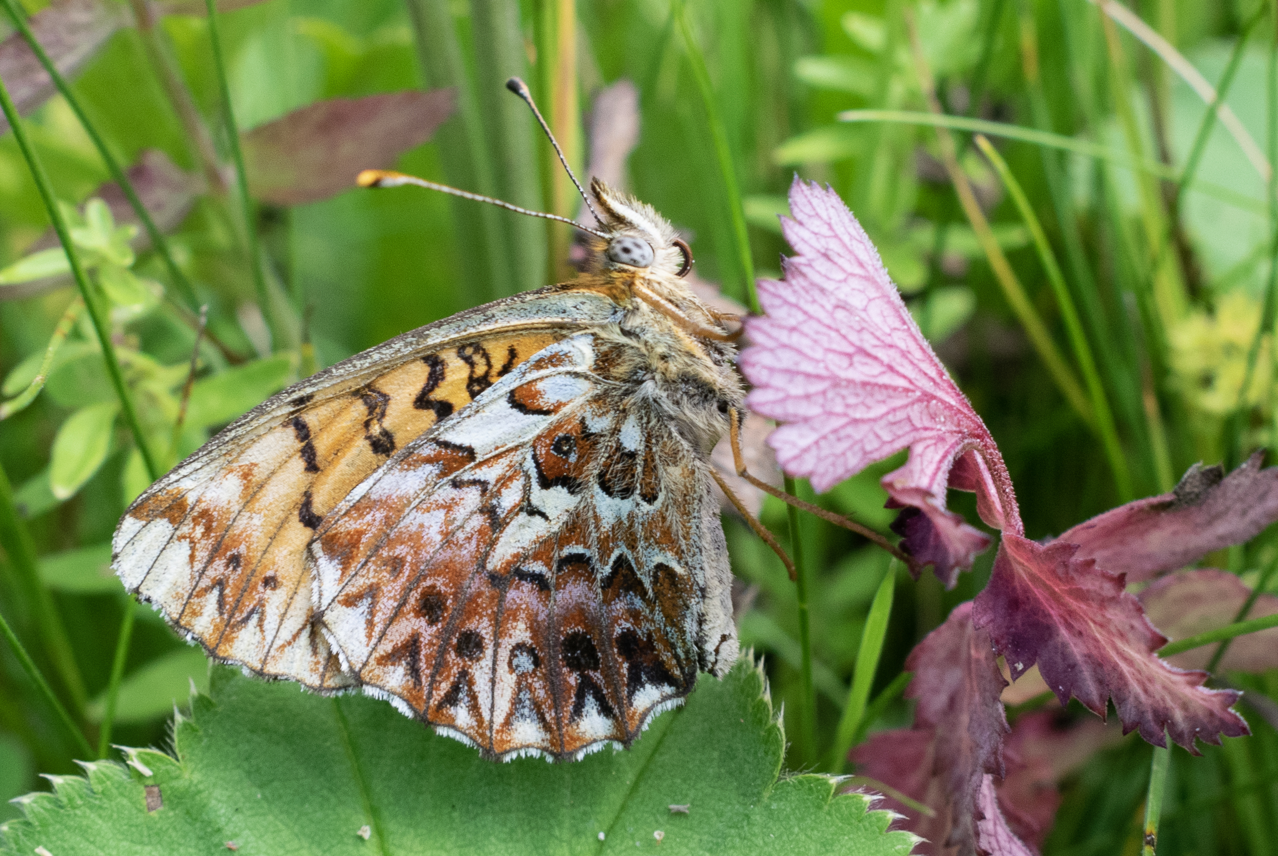 Boloria titania - lilás gyöngyházlepke