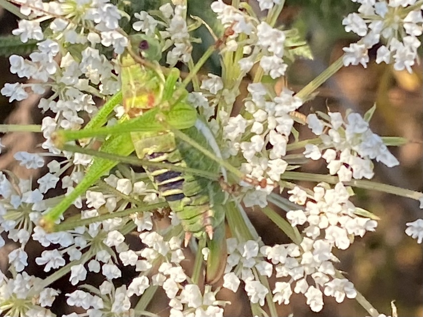 Leptophyes albovittata - közönséges virágszöcske