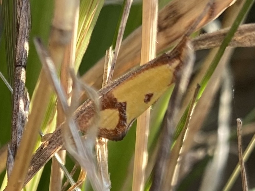 Agapeta zoegana - barnacsíkos sárgamoly