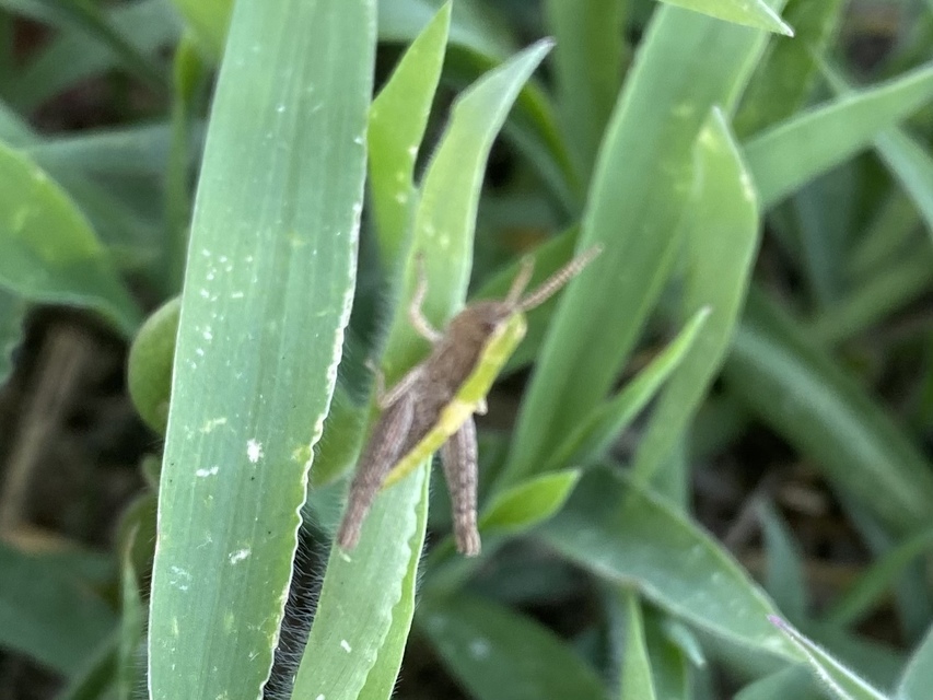 Chorthippus (Chorthippus) (subgenus)
