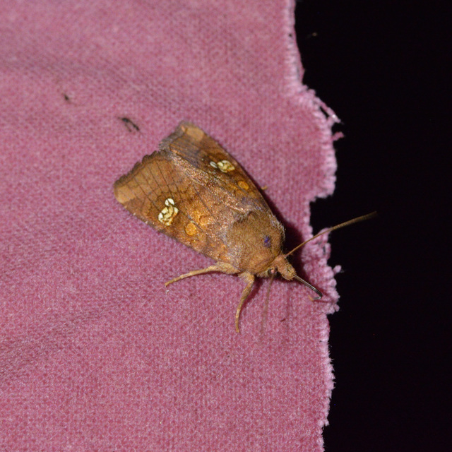 Amphipoea oculea - nagyfoltú lápibagoly