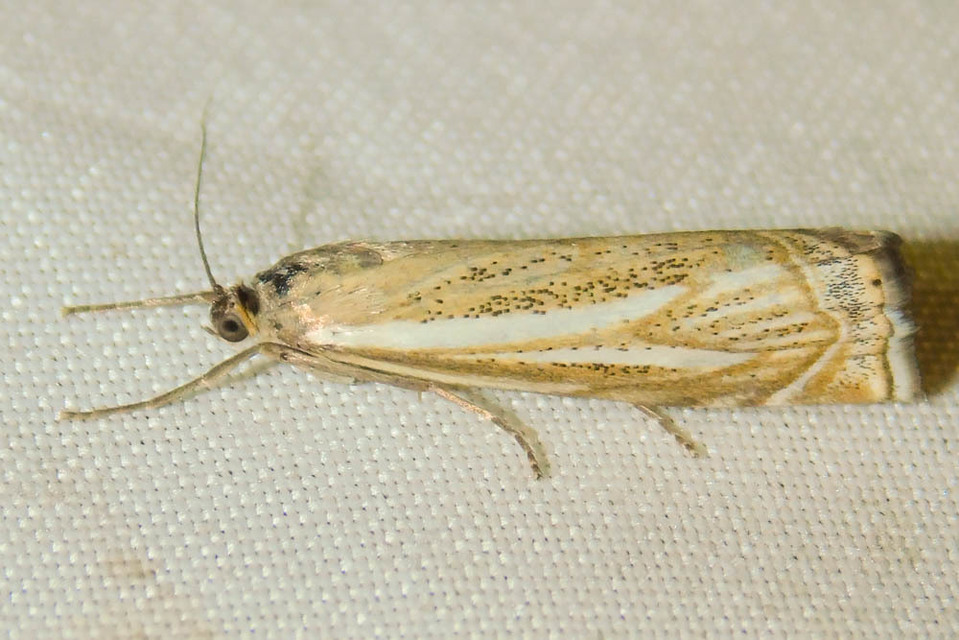Xanthocrambus lucellus - zegzugos fűgyökérmoly