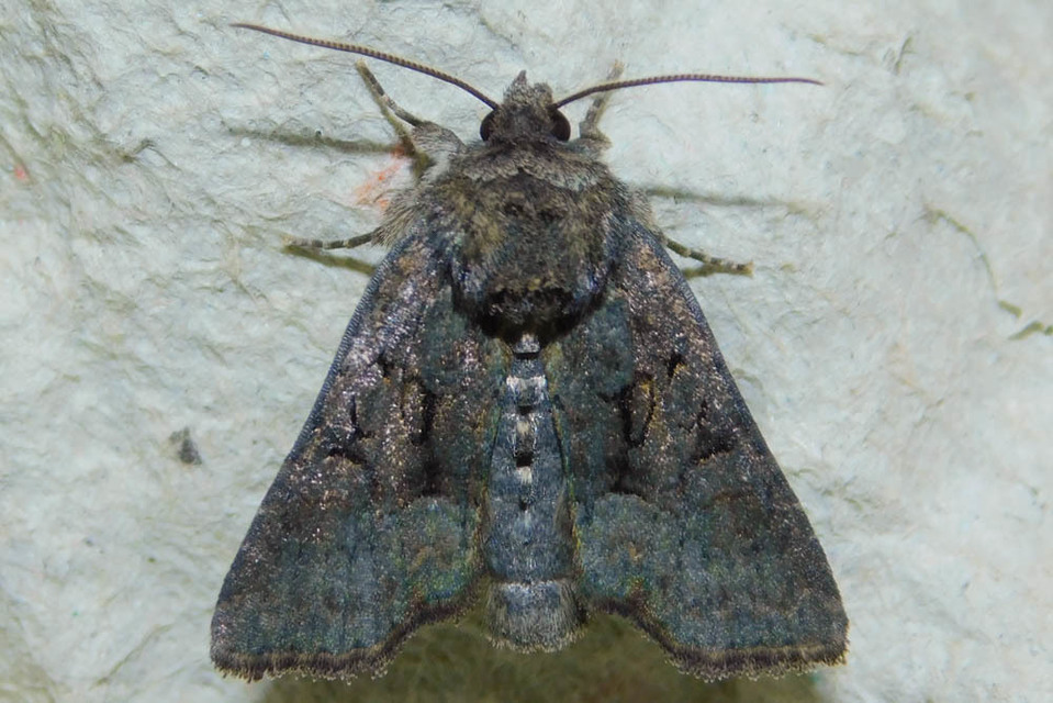 Oligia latruncula - fekete dudvabagoly
