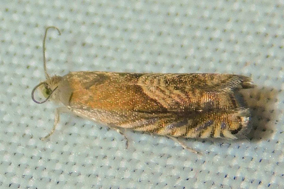 Grapholita delineana - kis kendermoly