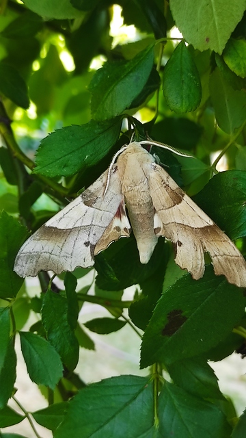 Marumba quercus - tölgyfaszender