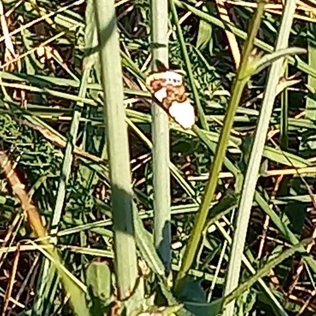Acontia lucida - fehér nappalibagoly