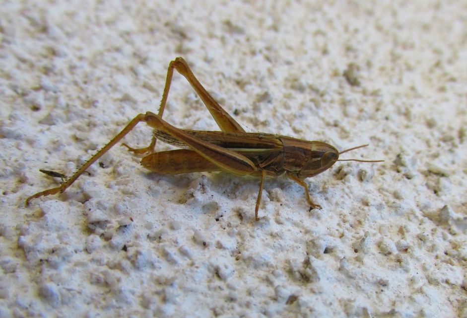 Euchorthippus declivus - rövidszárnyú rétisáska