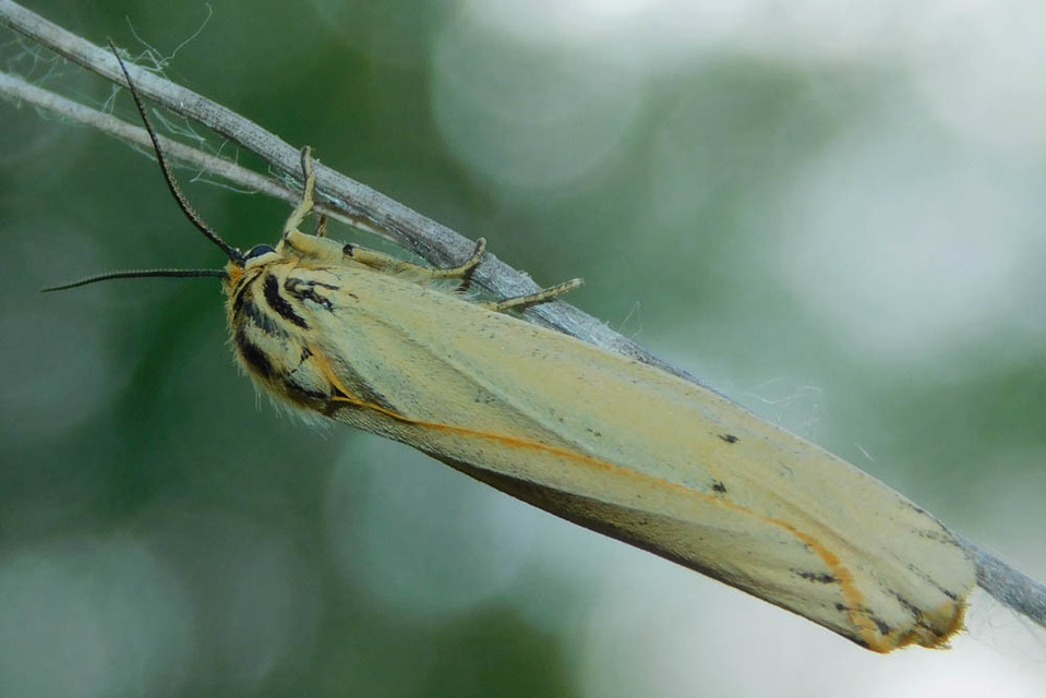 Spiris striata - csíkos molyszövő