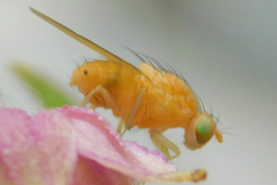 Lauxaniidae - pudvalegyek