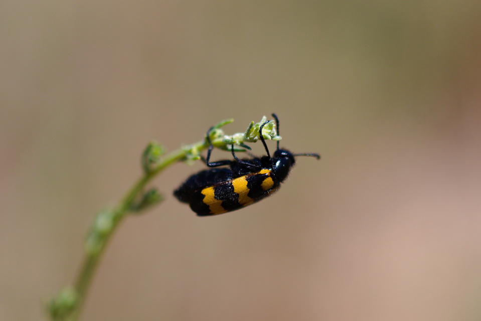 Mylabris variabilis - szalagos hólyaghúzó Mylabris variabilis - szalagos hólyaghúzó