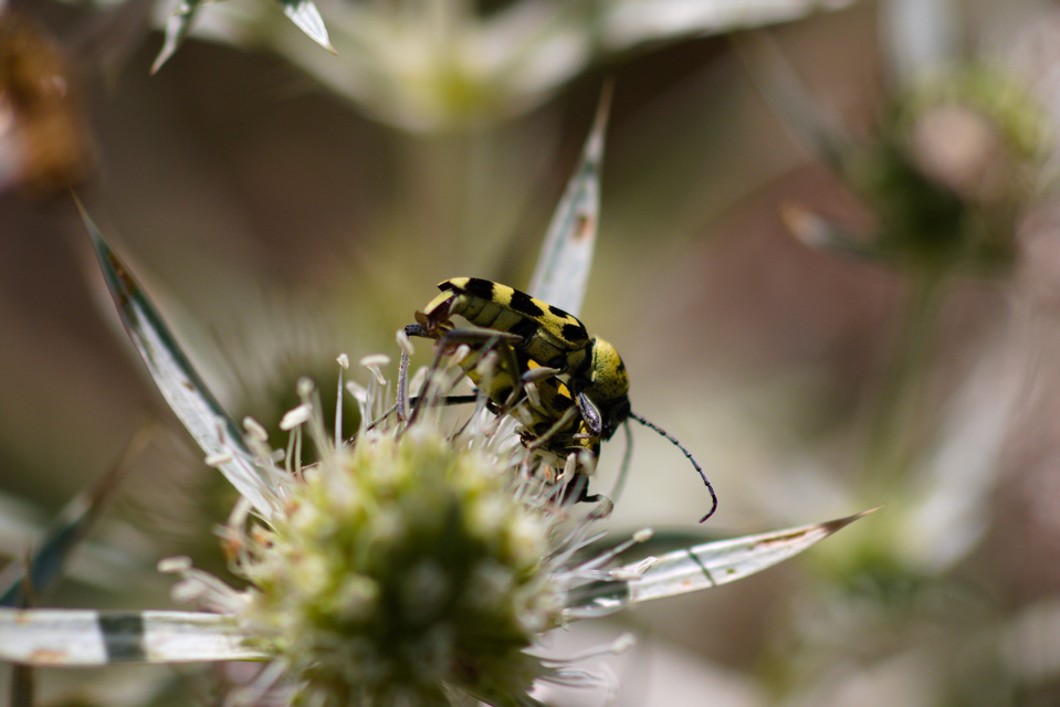Chlorophorus varius - díszes darázscincér