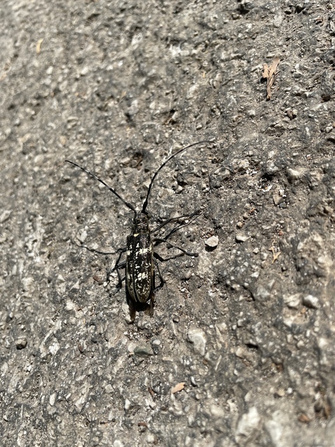 Monochamus galloprovincialis pistor - foltos fenyvescincér