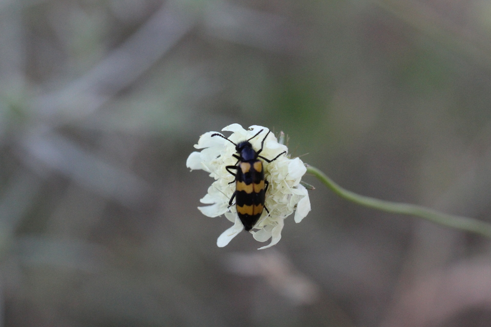 Mylabris variabilis - szalagos hólyaghúzó Mylabris variabilis - szalagos hólyaghúzó