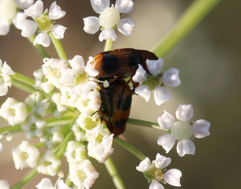 Coptocephala unifasciata - sárgalábú hullóbogár