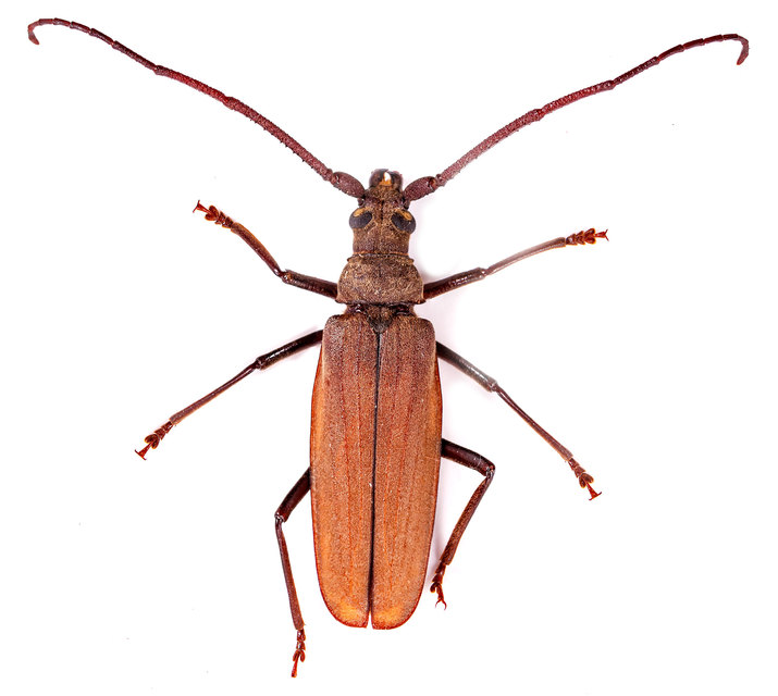 Aegosoma scabricorne - diófacincér