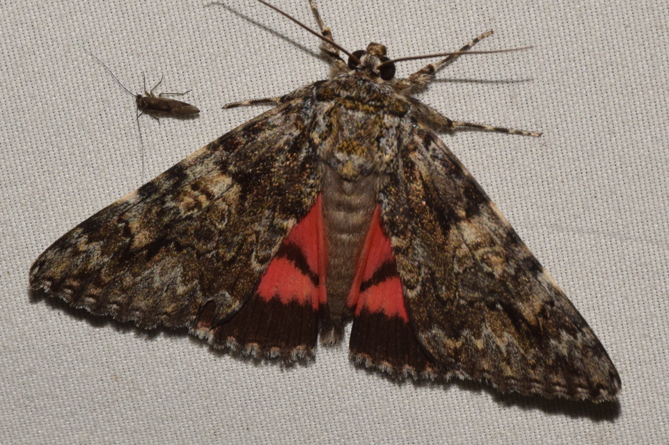 Catocala promissa - kis tölgyfa-övesbagoly