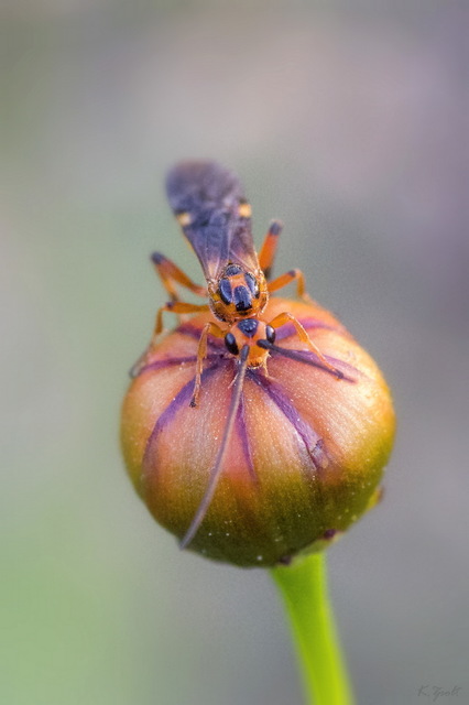 Braconidae - gyilkosfürkészek