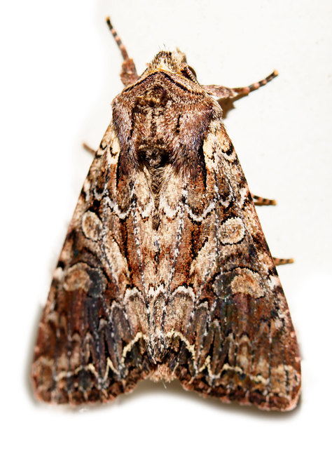 Lacanobia thalassina - borbolya-kertibagoly