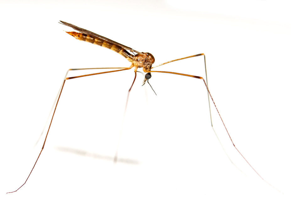 Limonia macrostigma