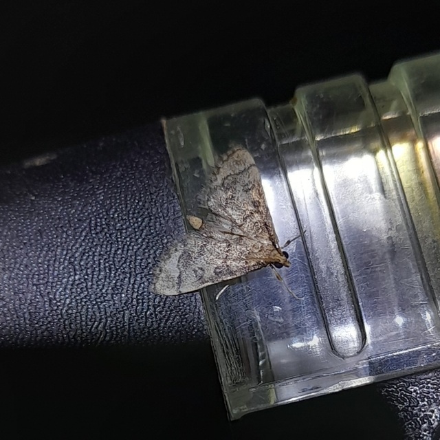 Metasia ophialis - kígyósávos tűzmoly