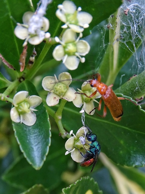 Hymenoptera - Hártyásszárnyúak