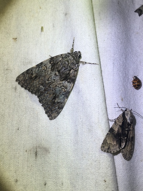 Acronicta alni - éger-szigonyosbagoly