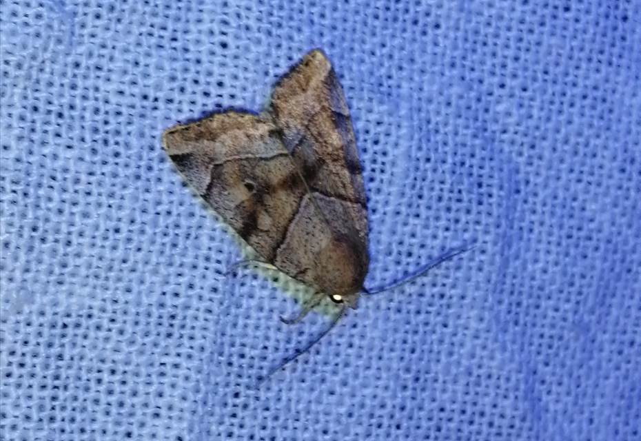 Cosmia trapezina - közönséges lombbagoly