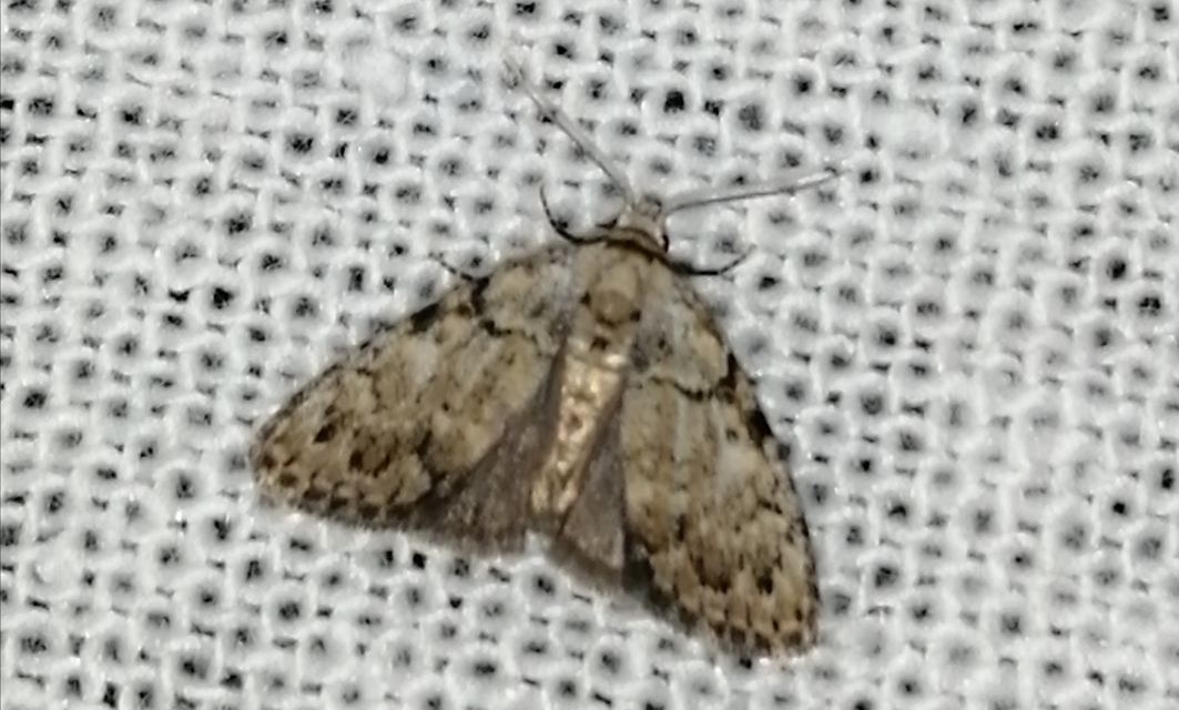 Meganola strigula - hamvas pamacsosszövő
