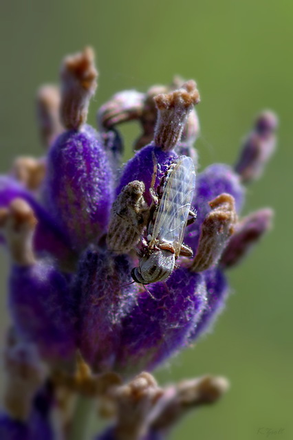 Sphaeromias pictus