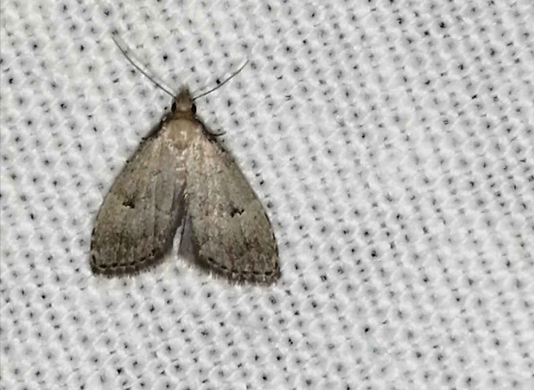 Hypenodes pannonica - pannon karcsúbagoly