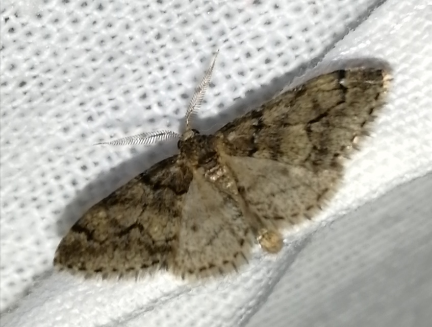 Tephronia sepiaria/Eumannia lepraria