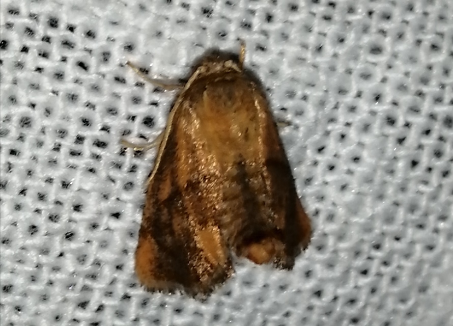 Apoda limacodes - kagylólepke