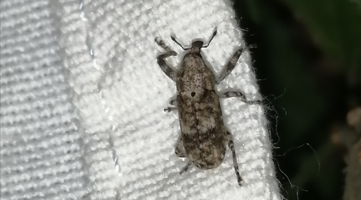 Gasterocercus depressirostris - laposorrú ormányos