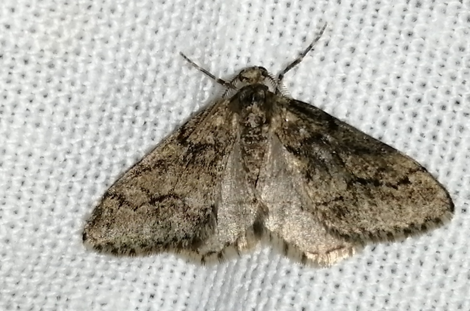 Tephronia sepiaria/Eumannia lepraria