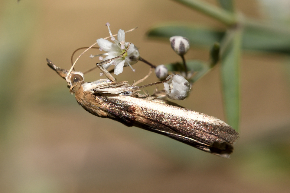Etiella zinckenella - akácmoly