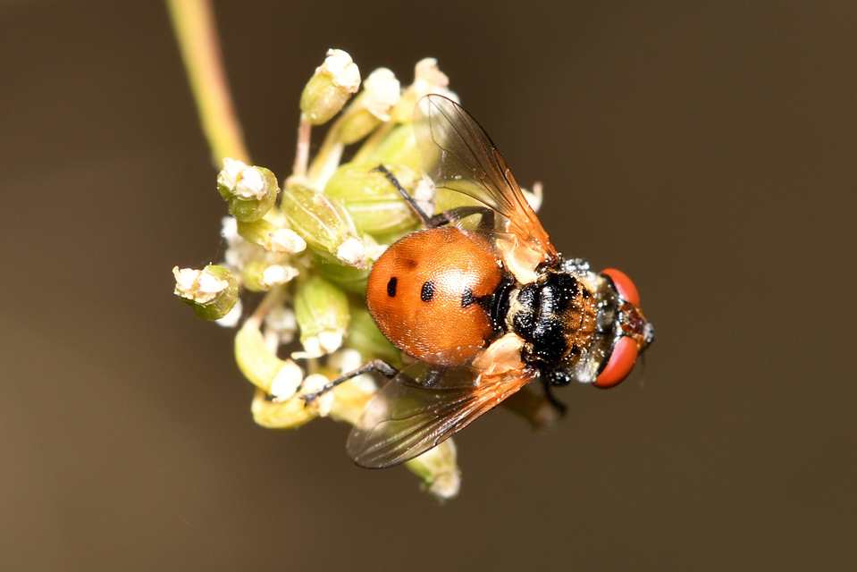 Gymnosoma