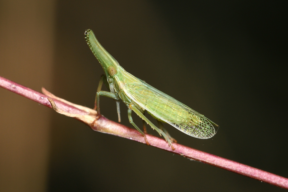Dictyophara pannonica
