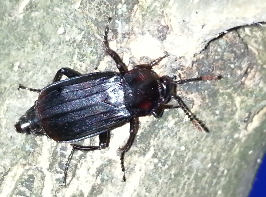 Necrodes littoralis - nagy dögbogár